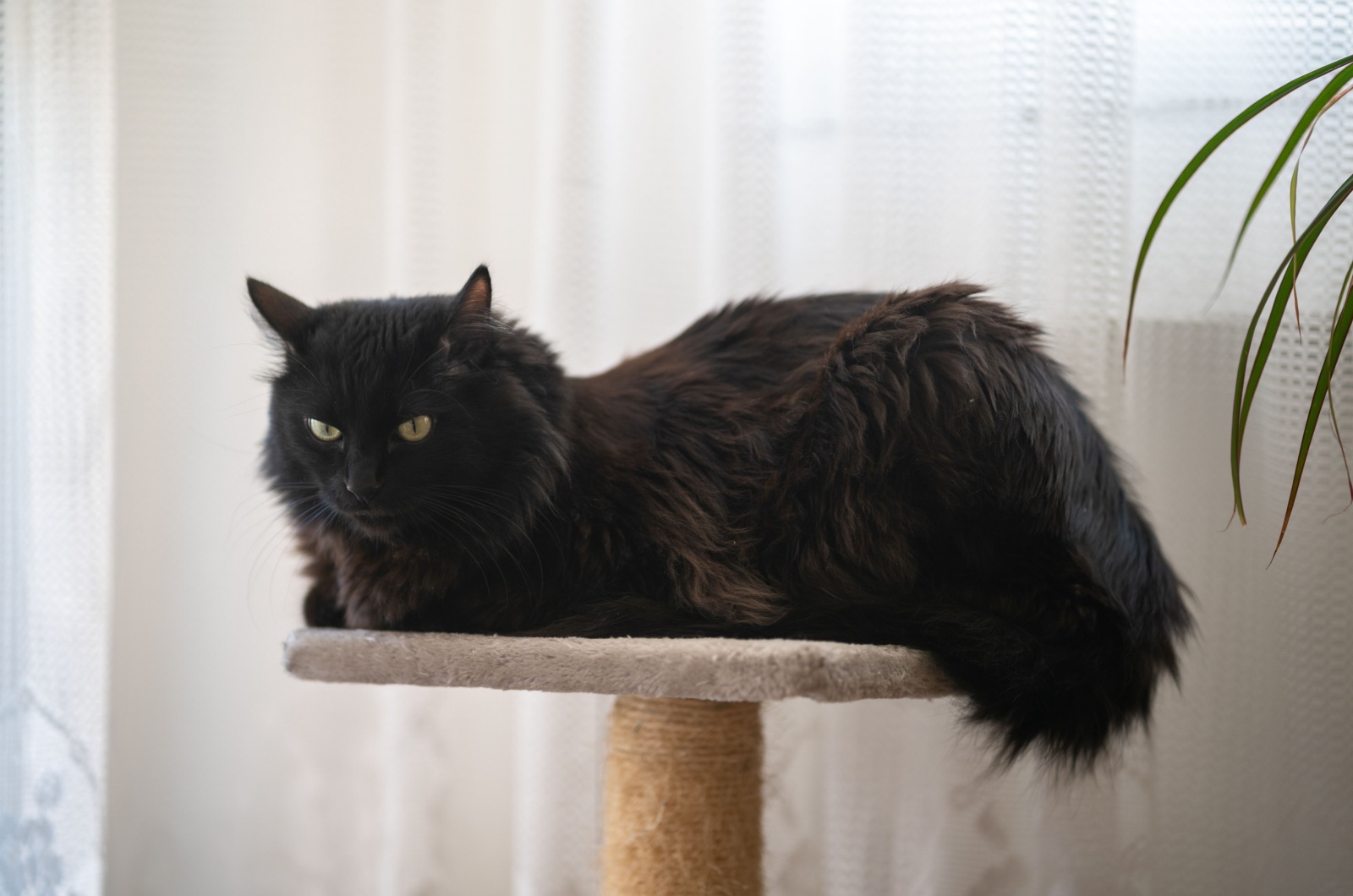 Turkish Angora