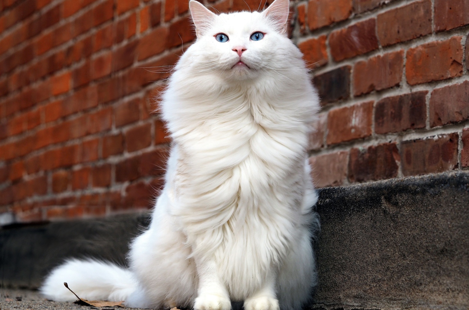 Turkish Angora