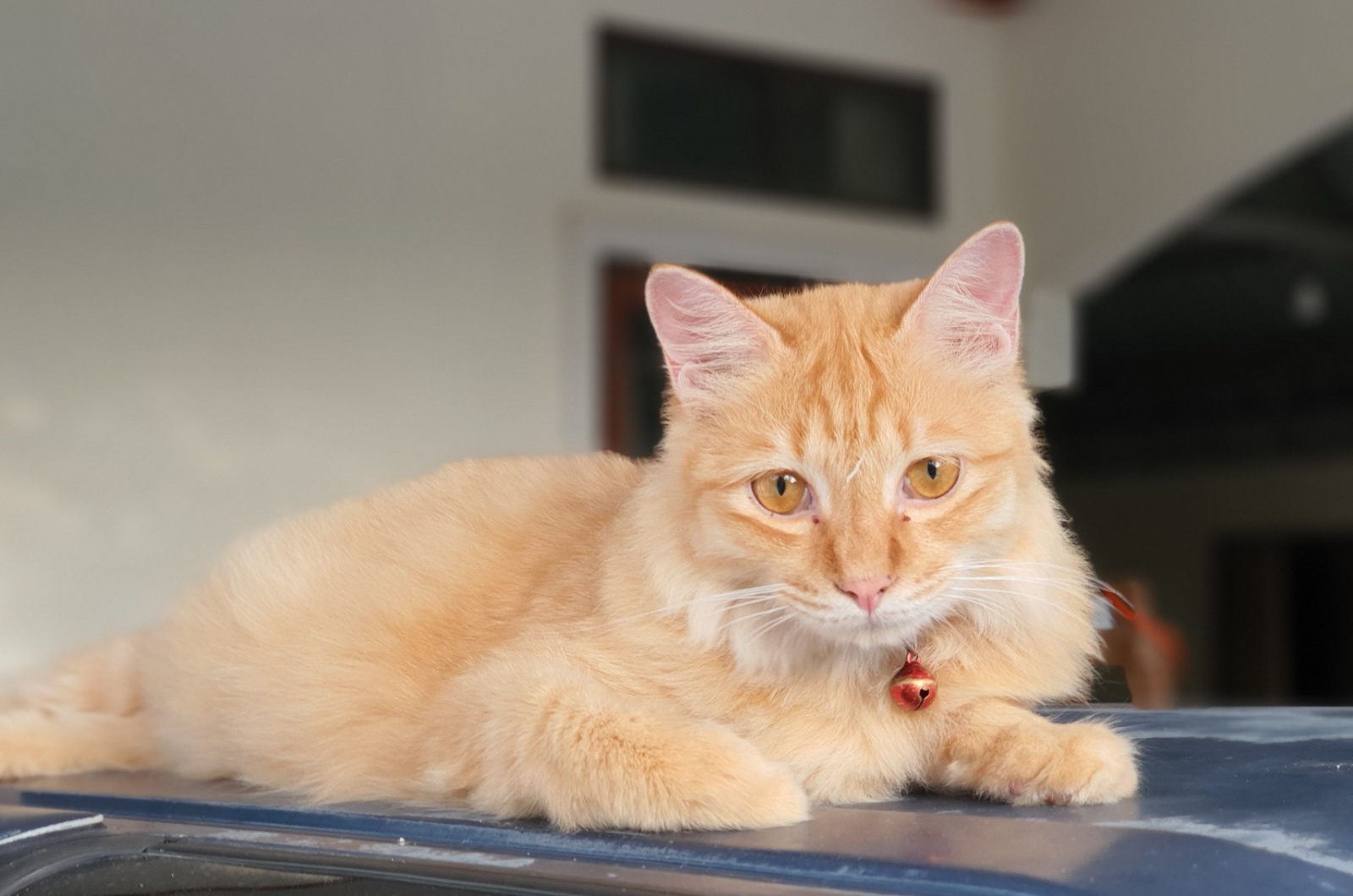 Turkish Angora