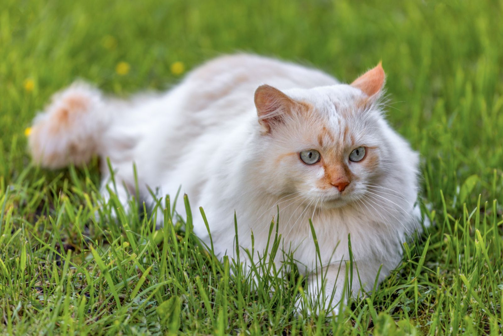 Turkish Van cat