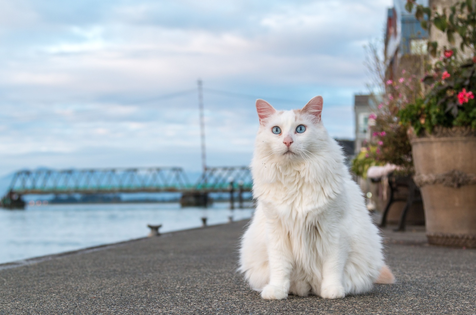 Turkish Van