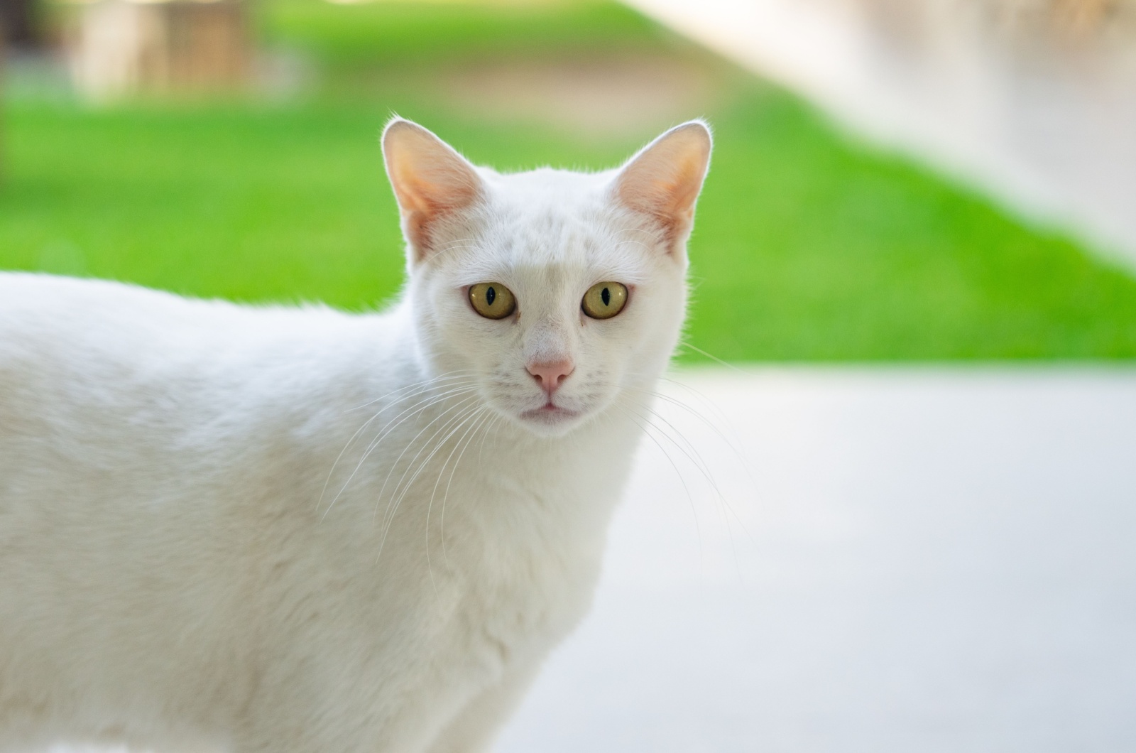 Turkish Van Kedisi