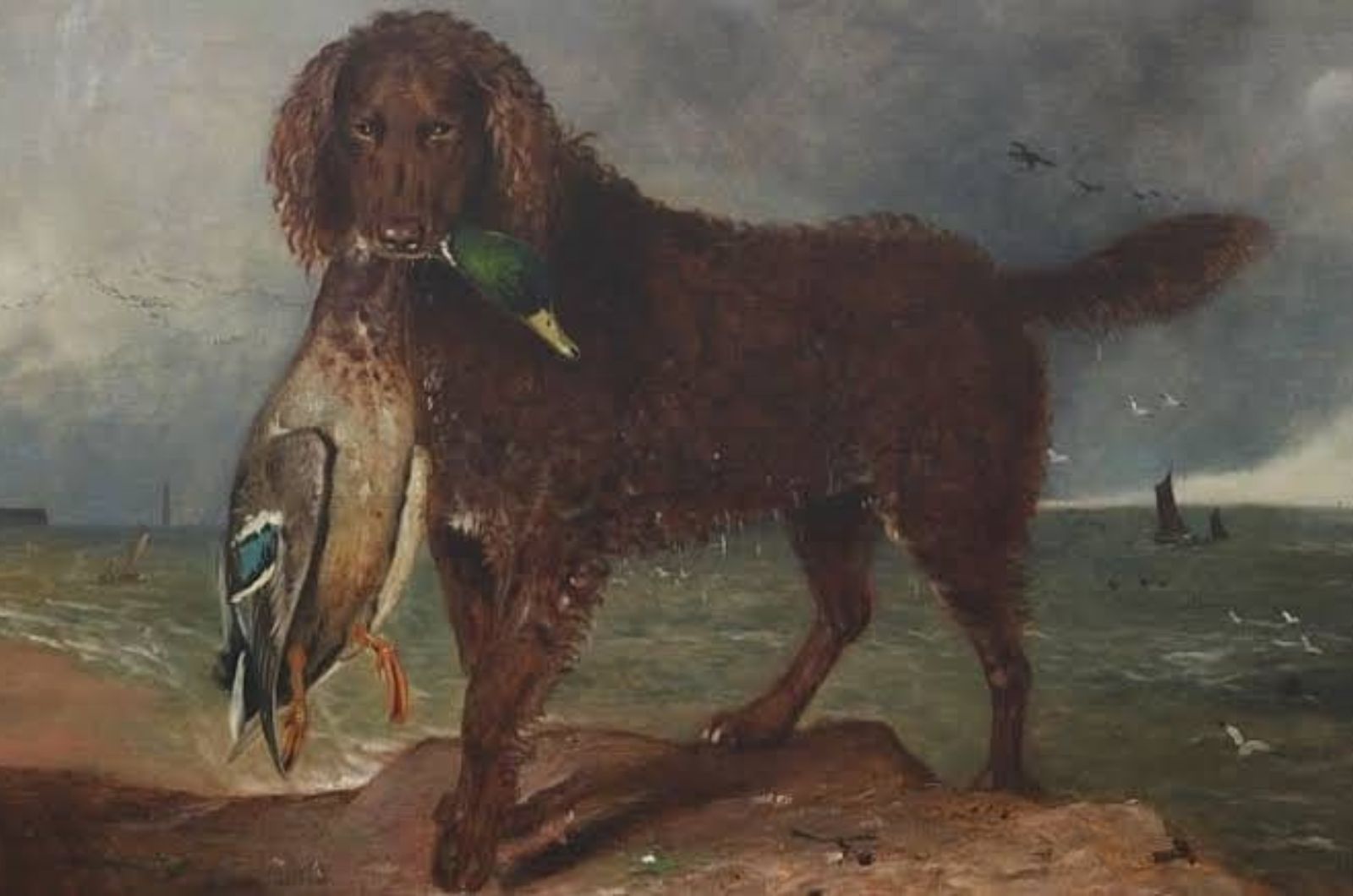 Tweed Water Spaniel