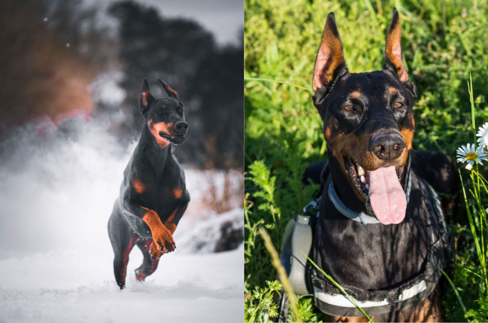 Two Cute Dobermans