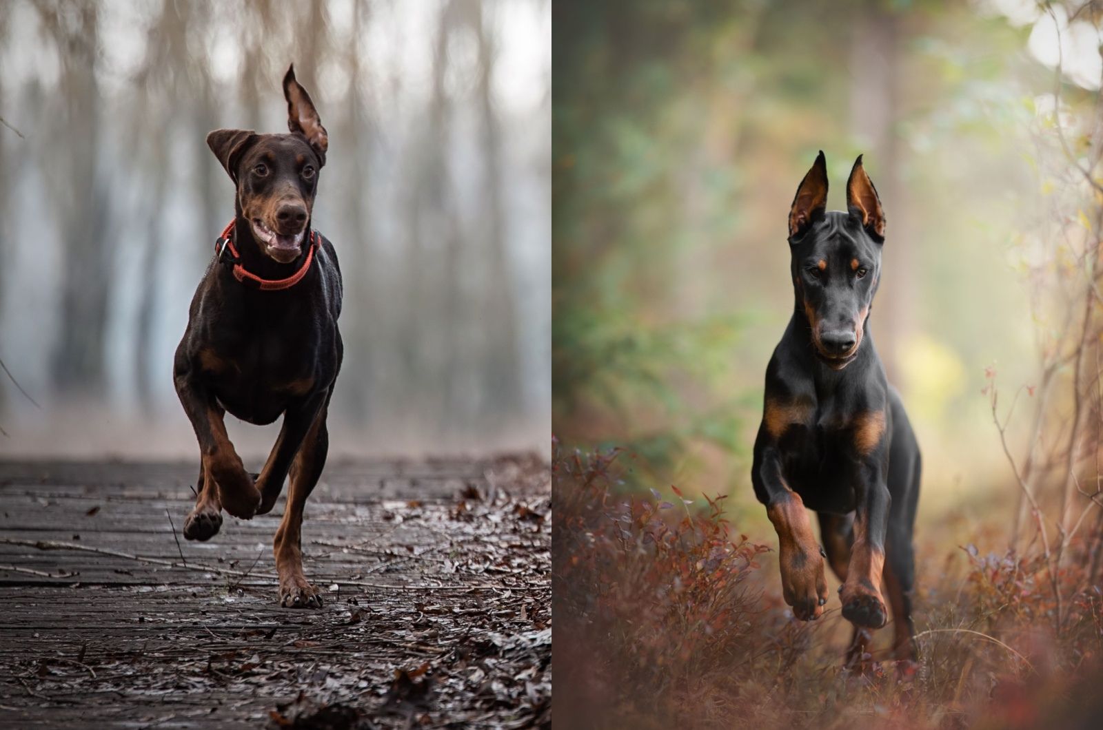 Two Dobermans running