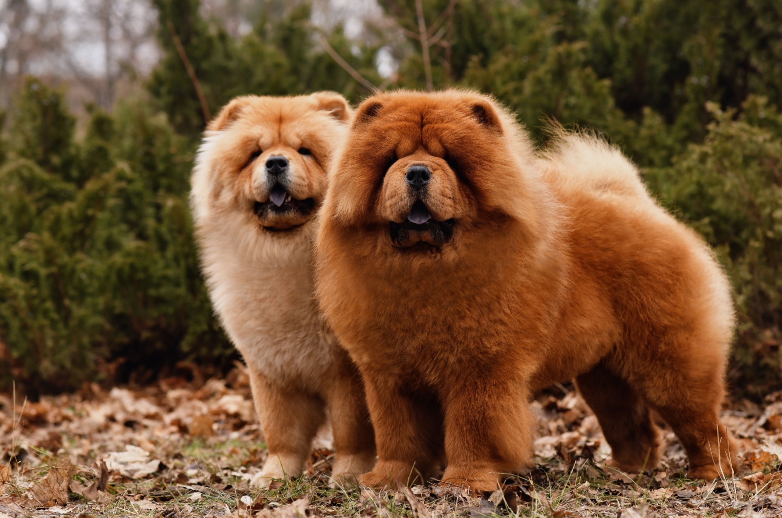 Two chow chow dogs