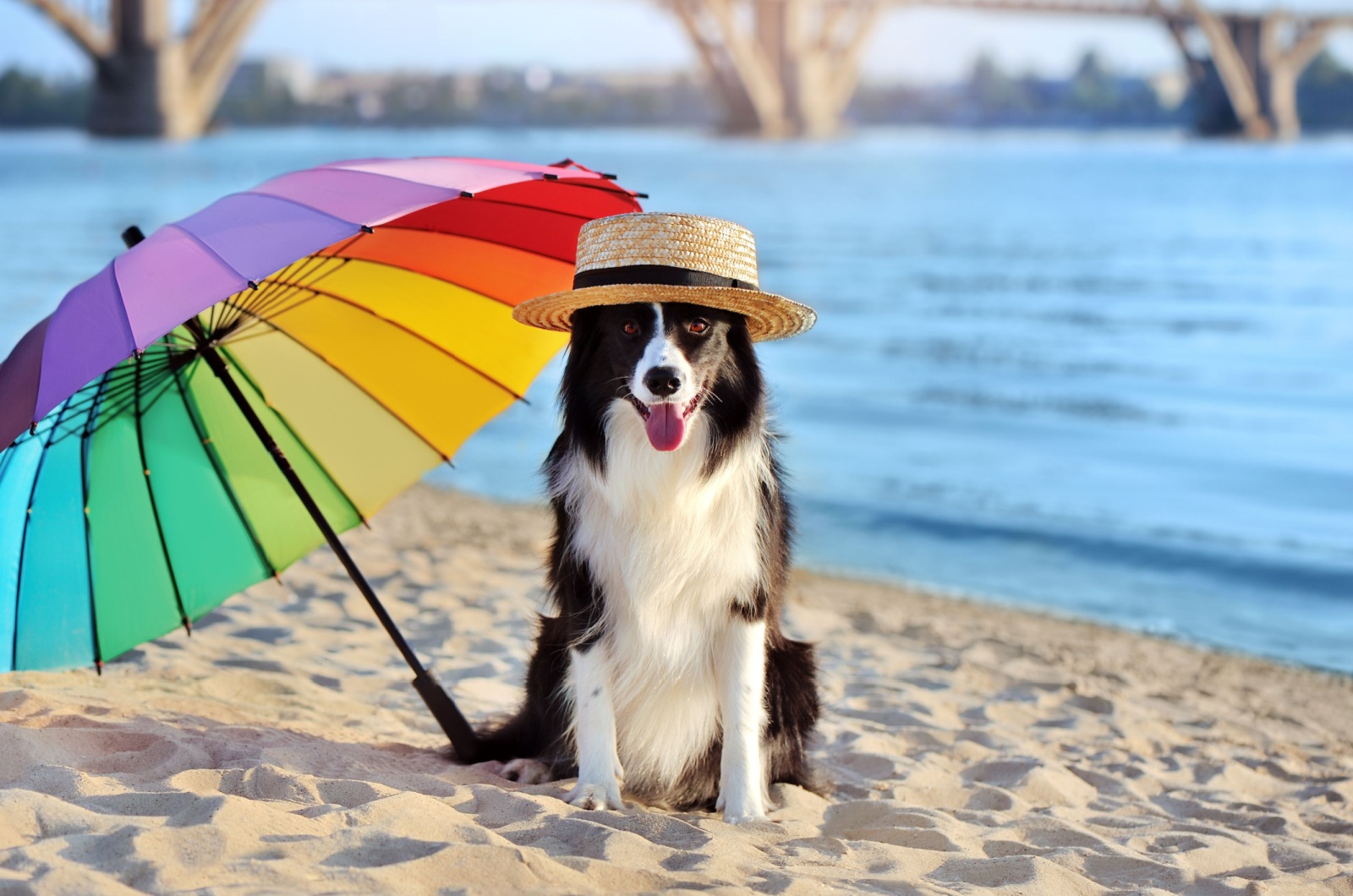 Umbrella and dog