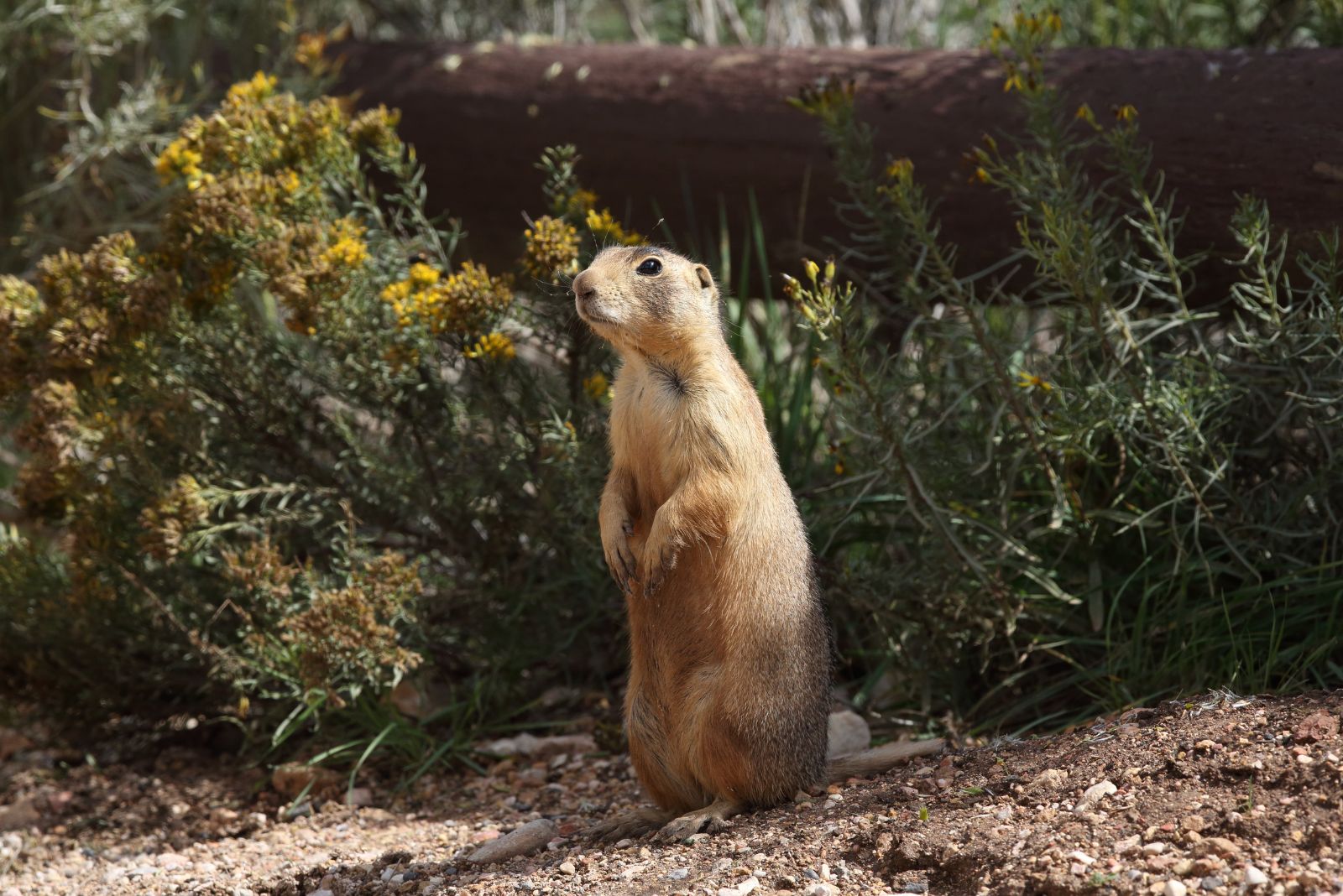 Utah Prairie Dog