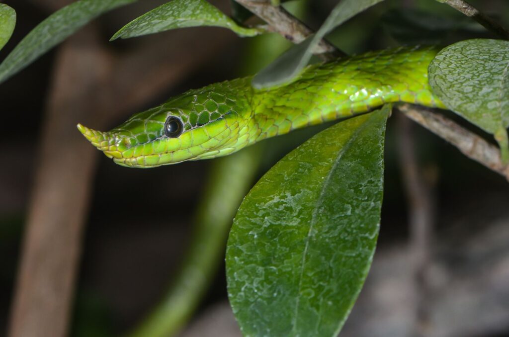 Vietnamese Long-Nosed Snake