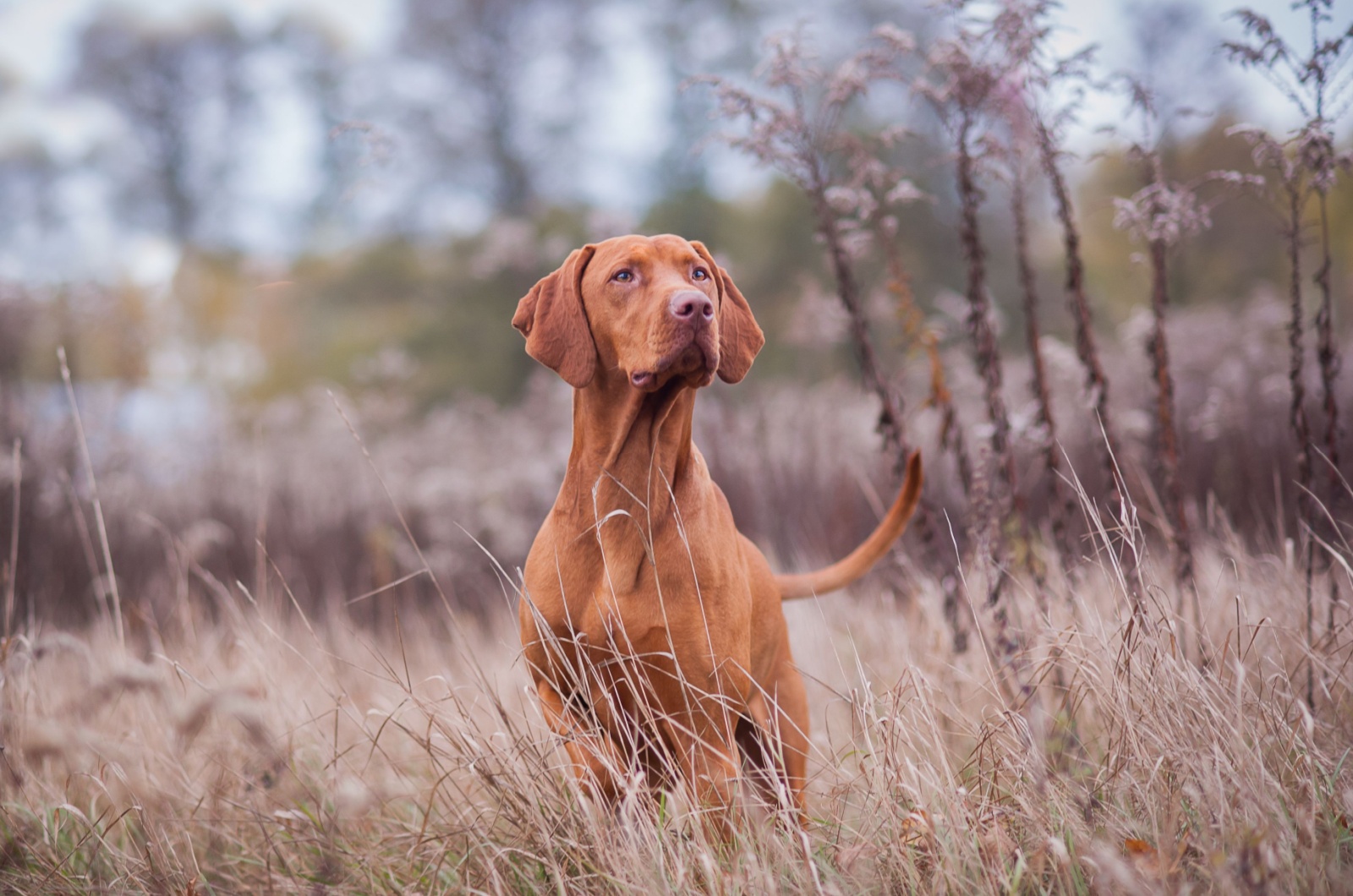 Vizslas