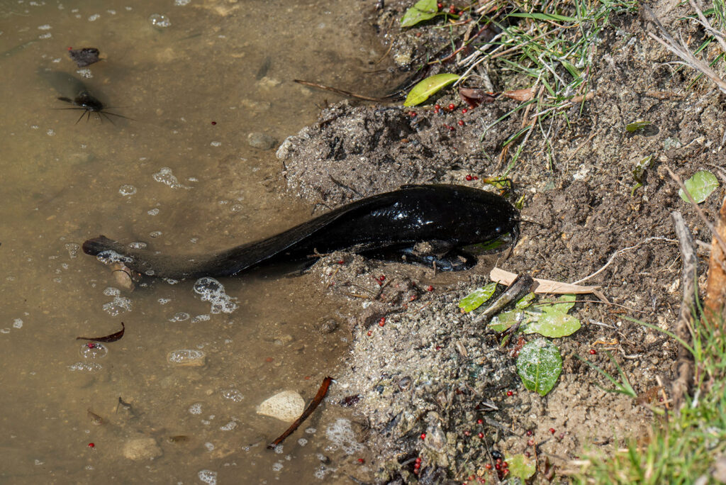 Walking Catfish 