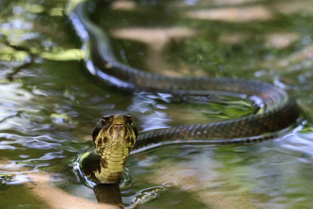 Water Moccasin