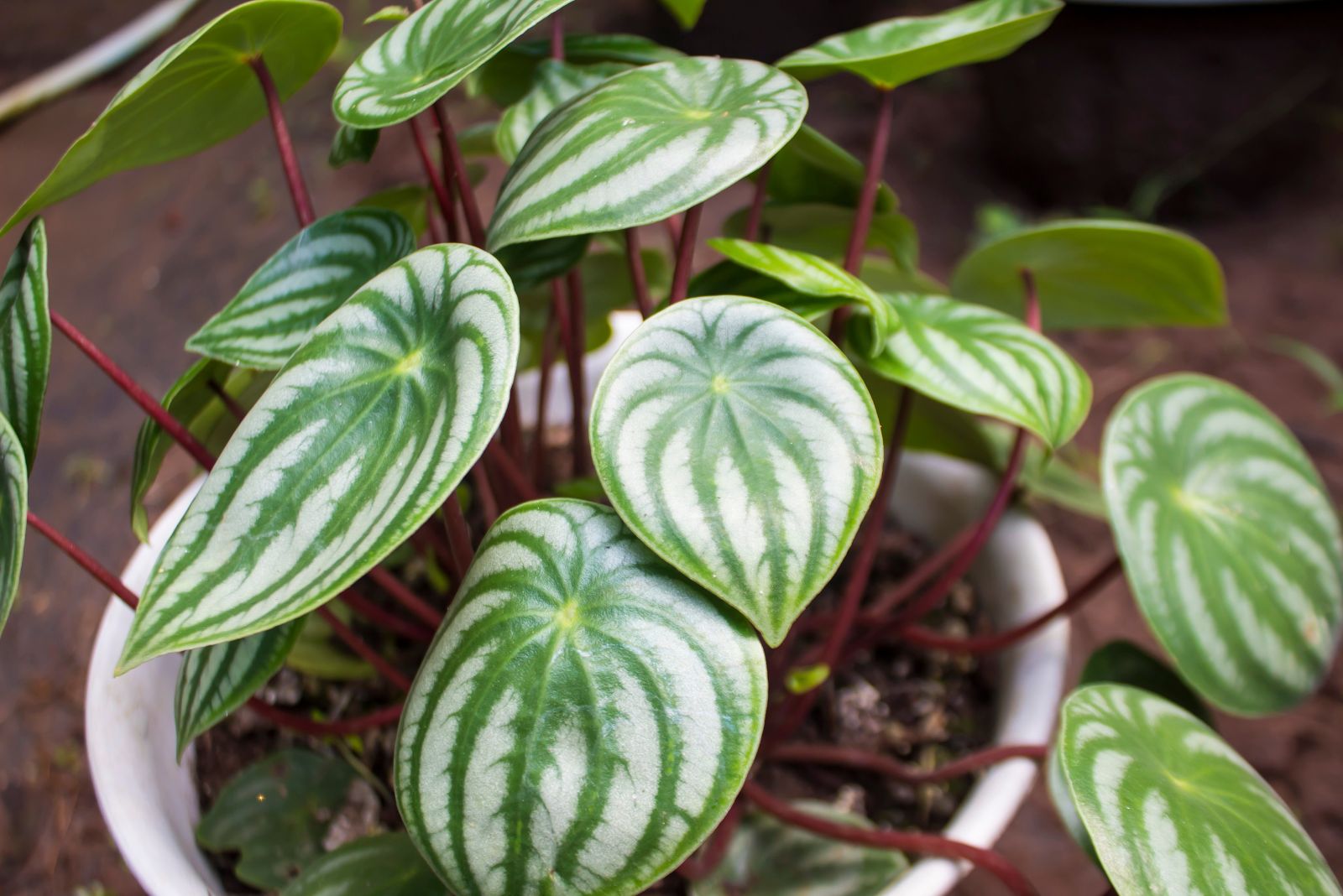 Watermelon Peperomia