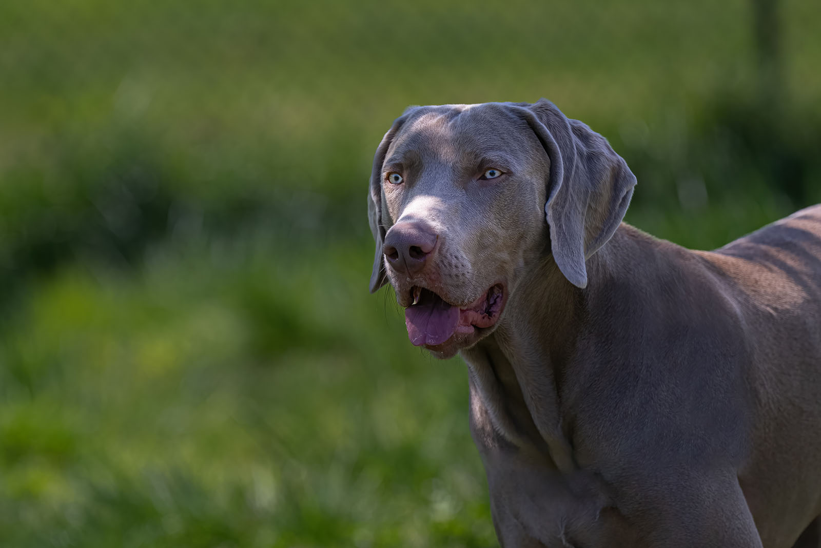 Weimaraner