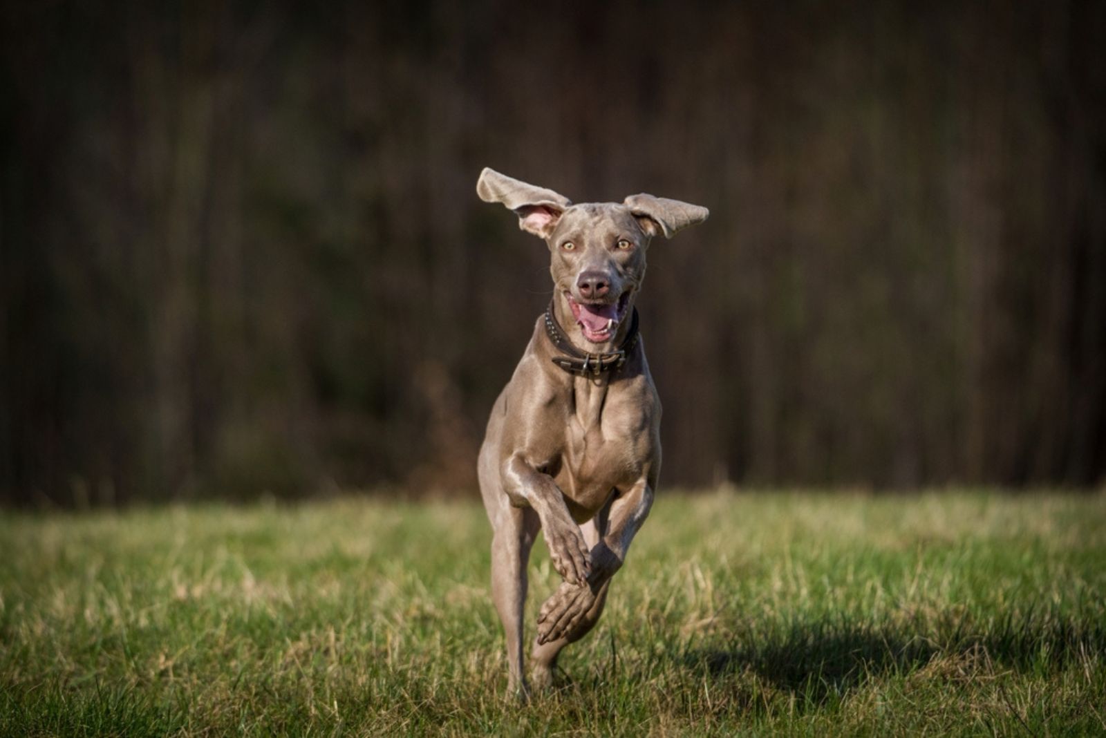 Weimaraner