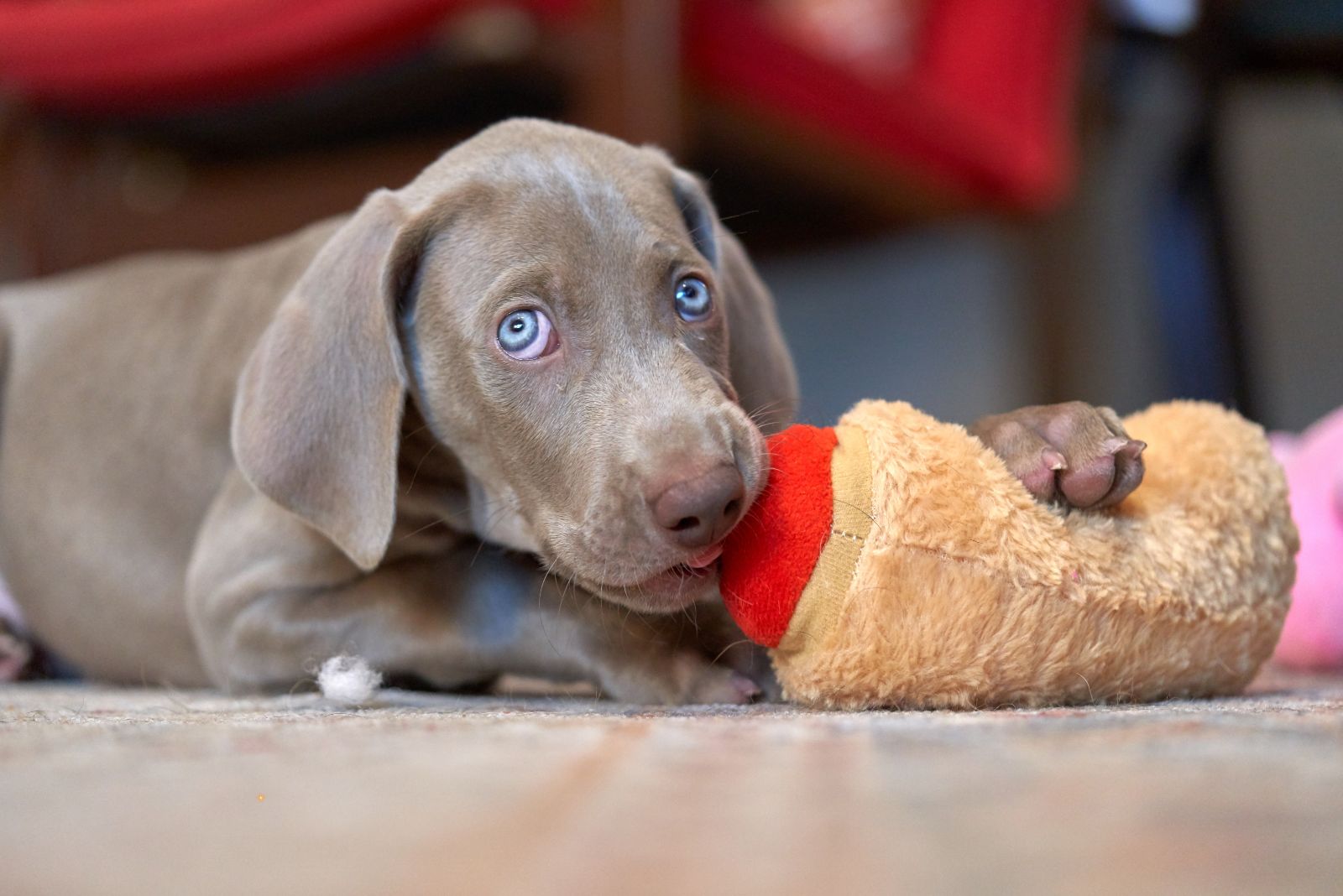 Weimaraner