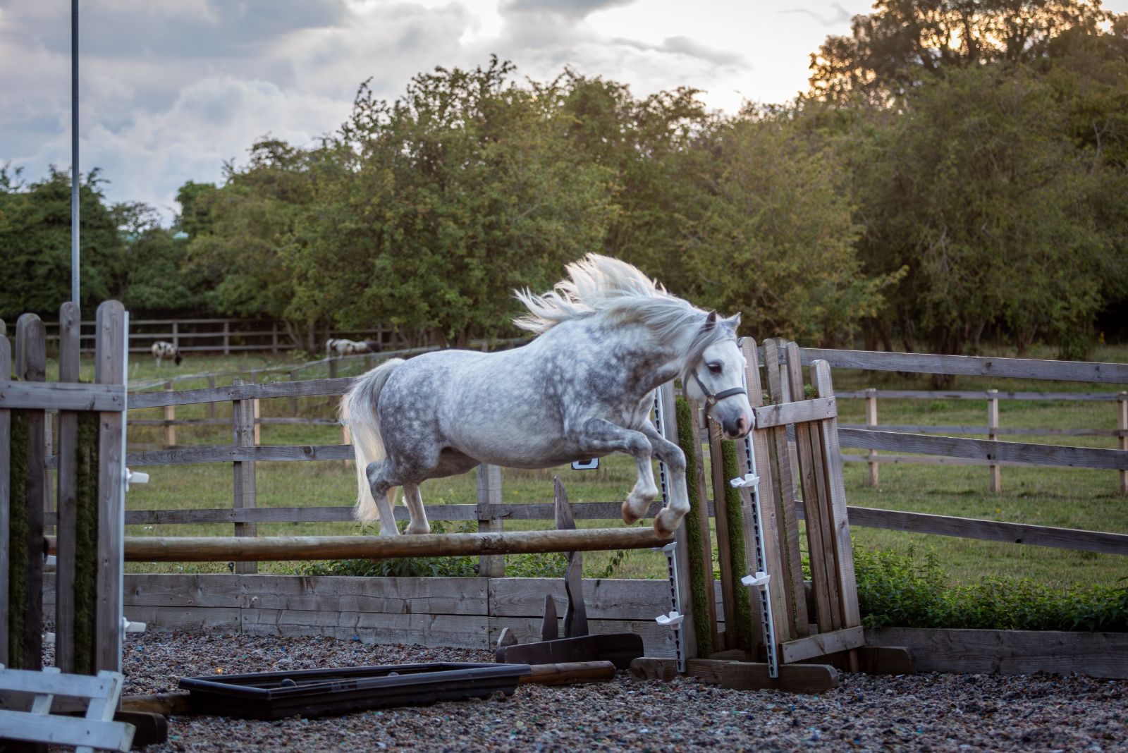 Welsh Cob