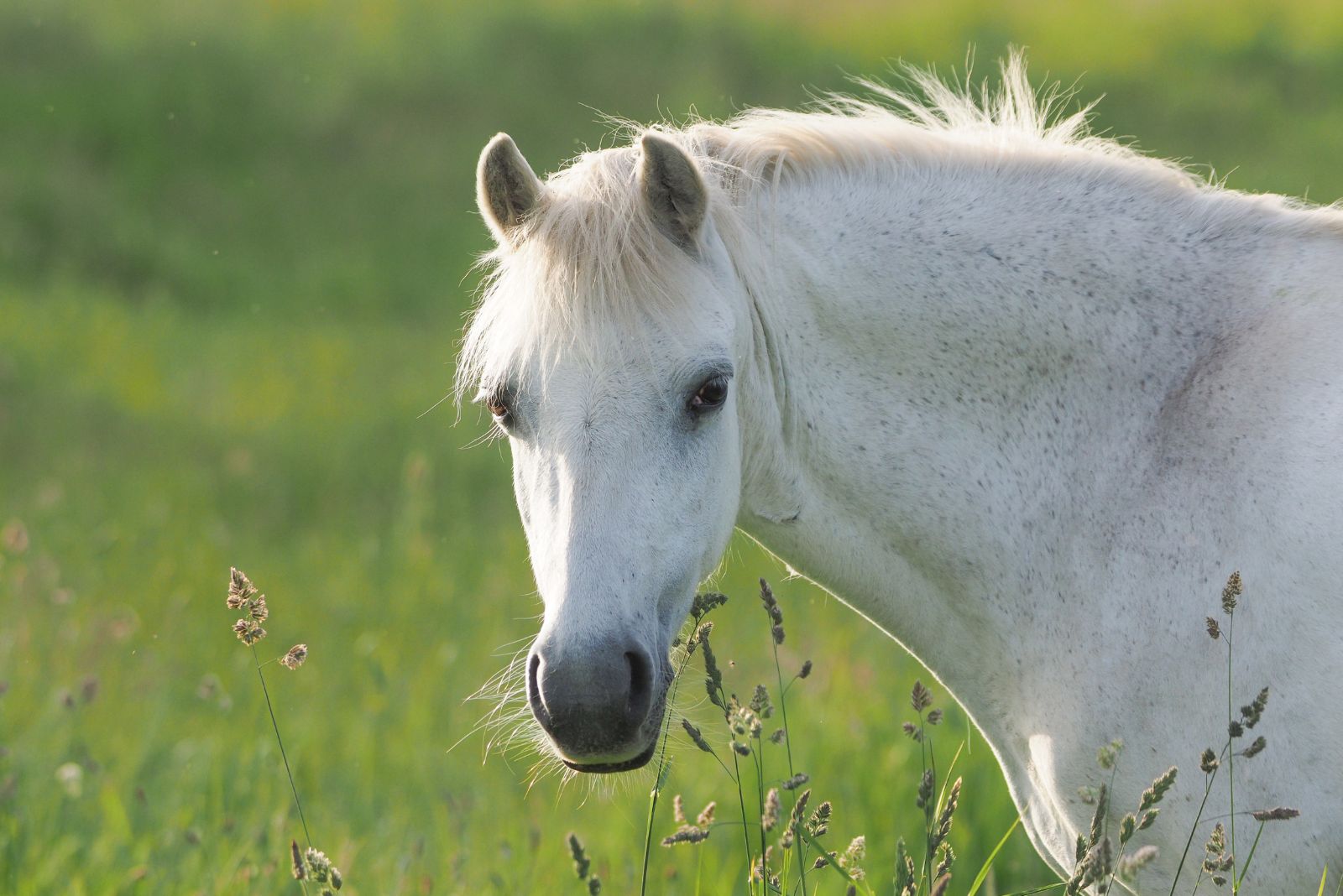 Welsh Pony 