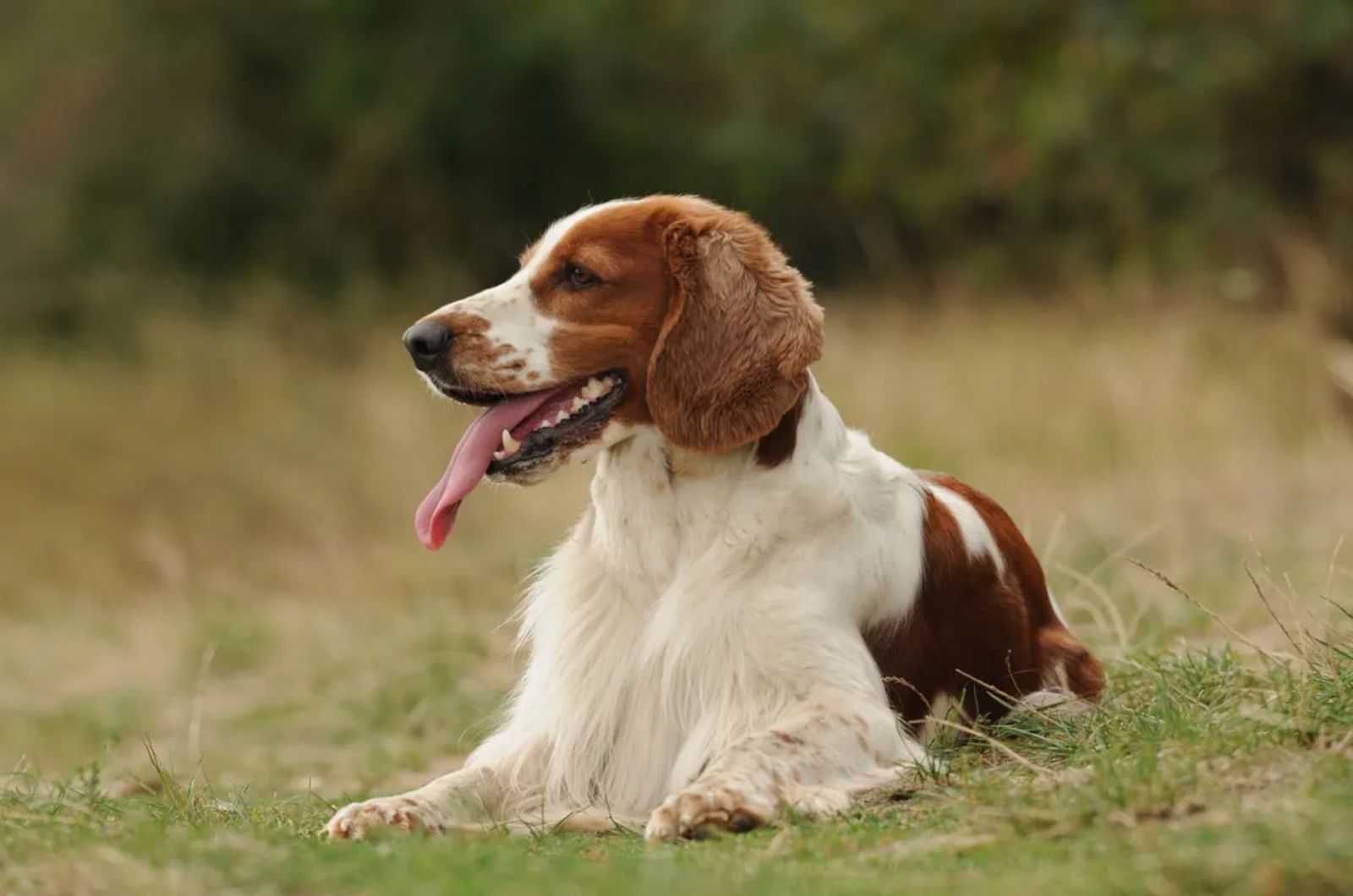 Welsh Springer Spaniel