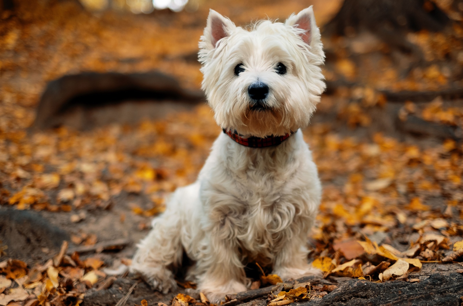 West Highland Terrier