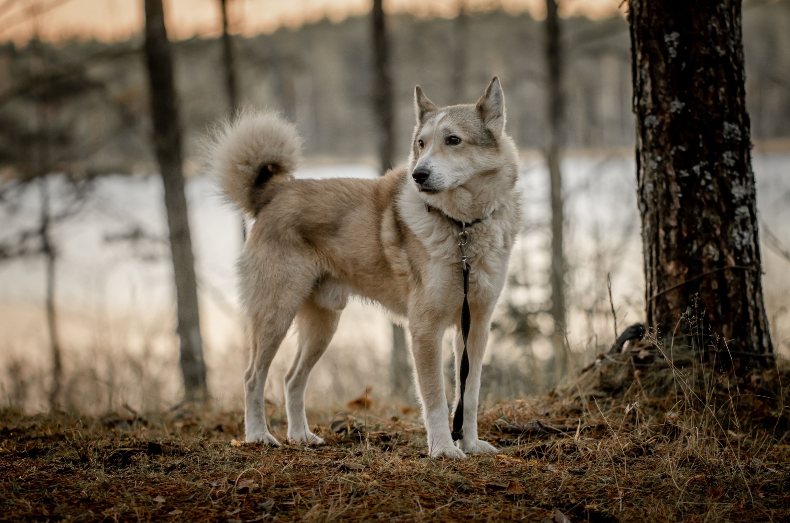 West Siberian Laika