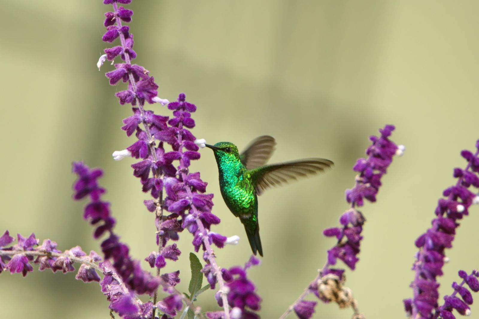 Western Emerald Hummingbird