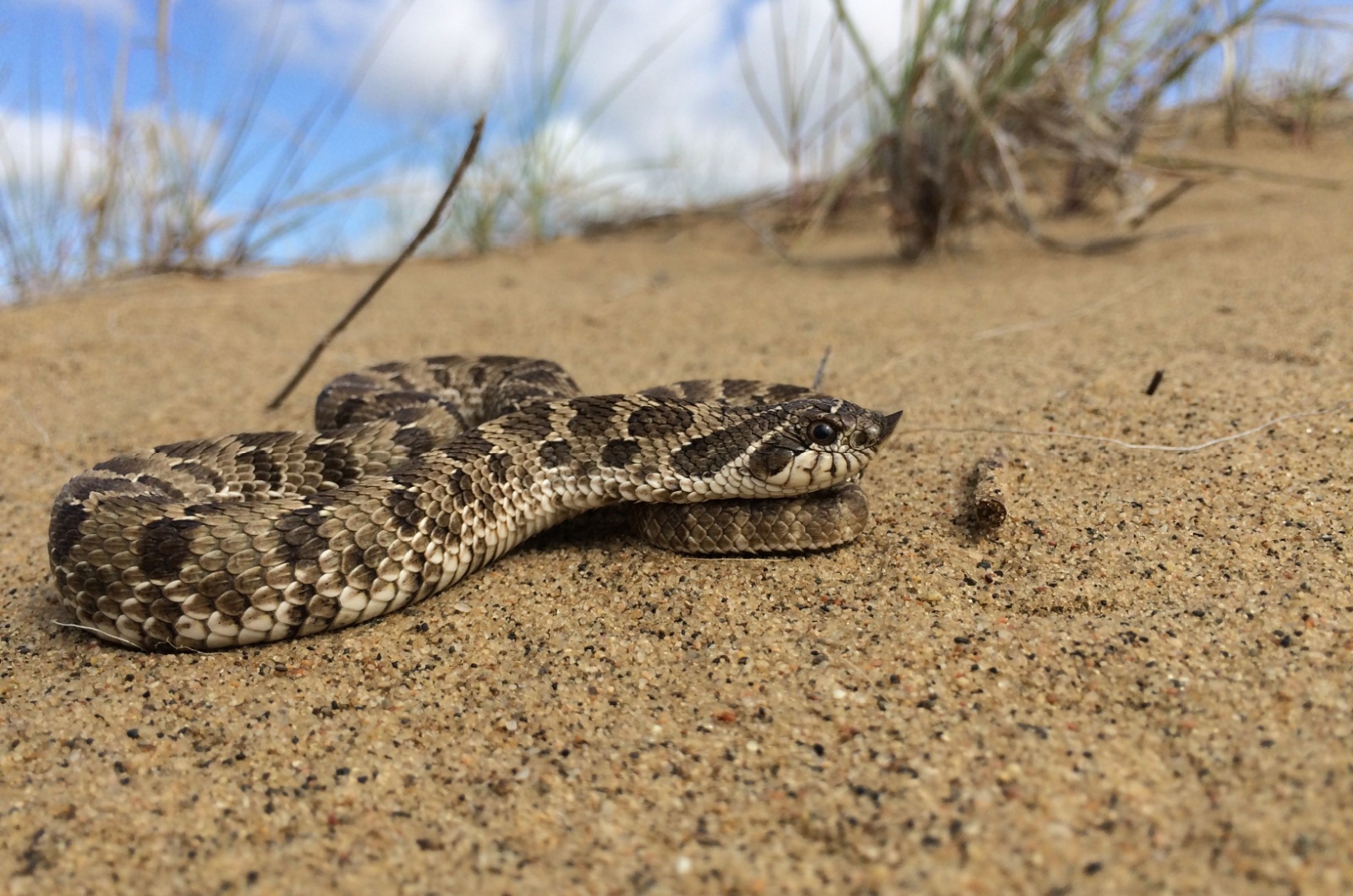 Western Hognose Snake