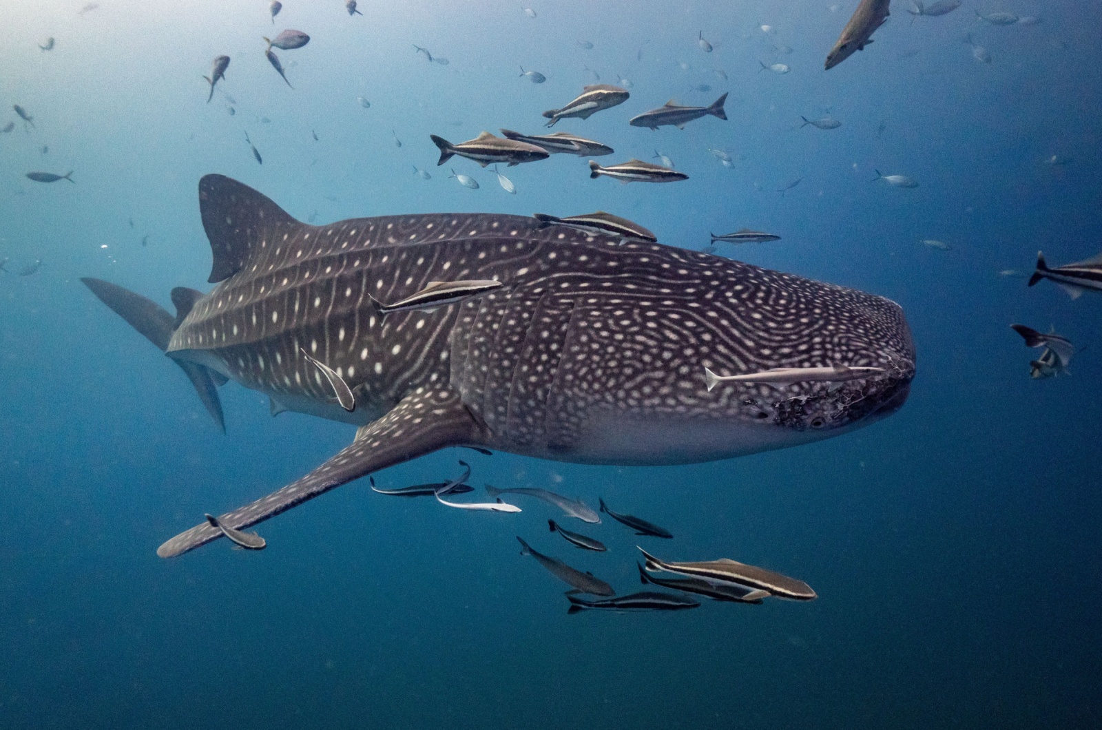 Whale Shark