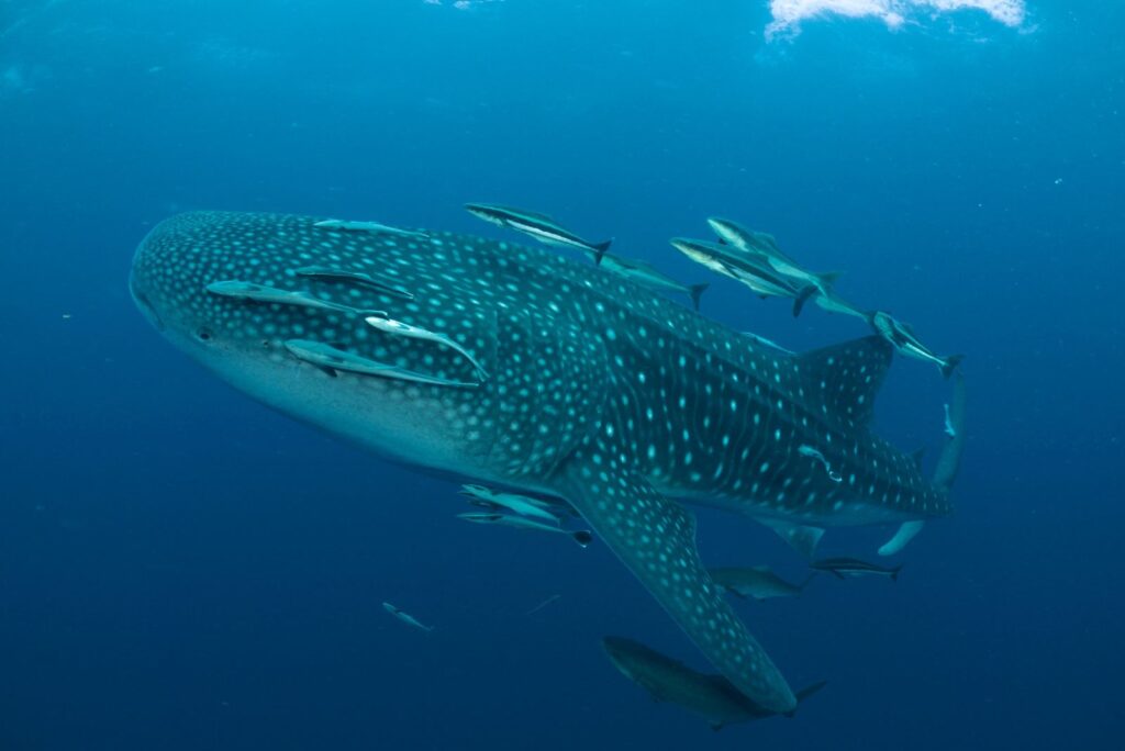 Whale Shark