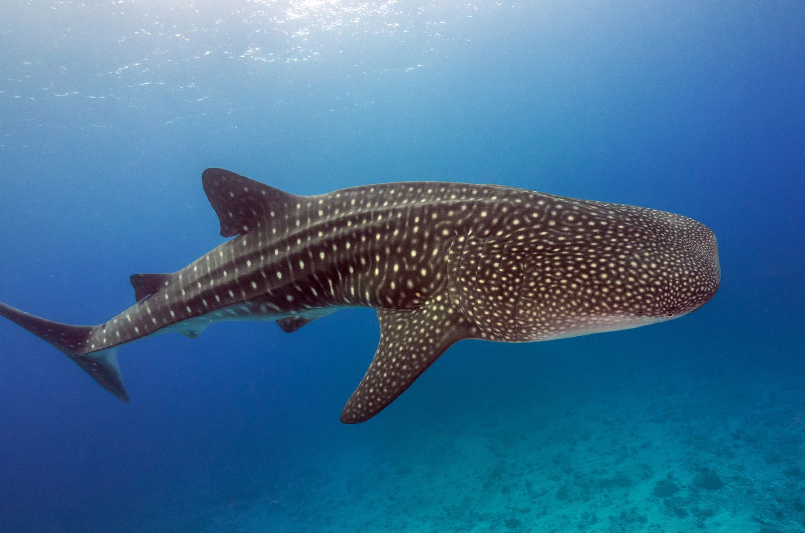 Whale Sharks