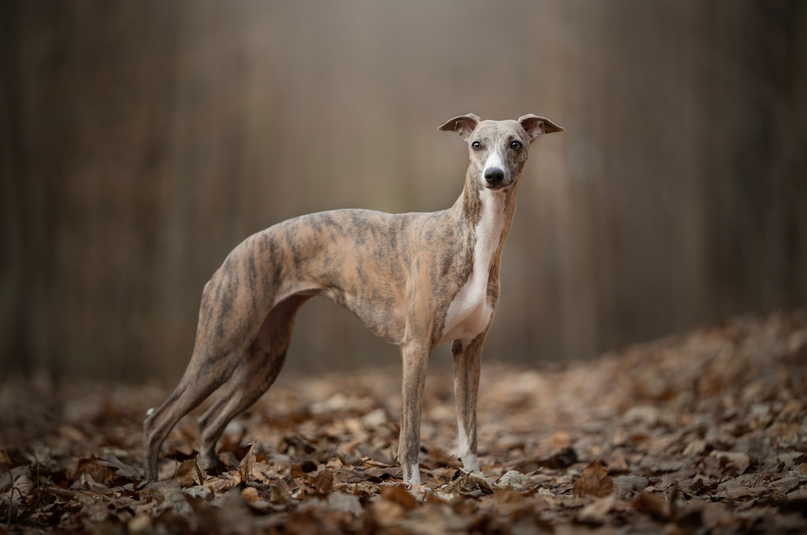 Whippet