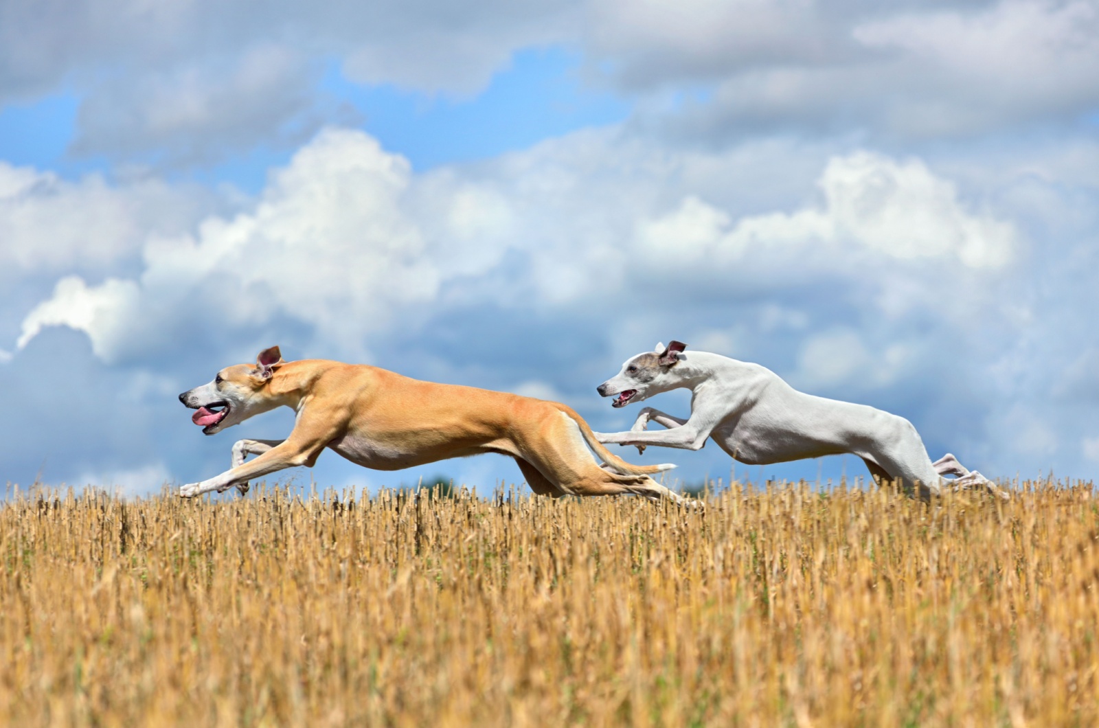 Whippets