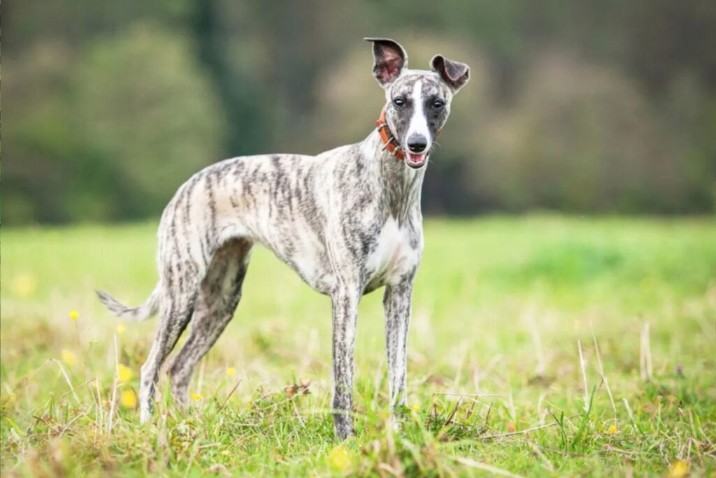 Whippet