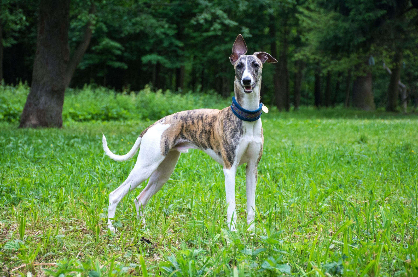 Whippet