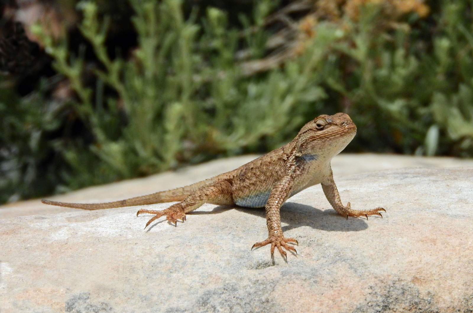 Whiptail Lizards