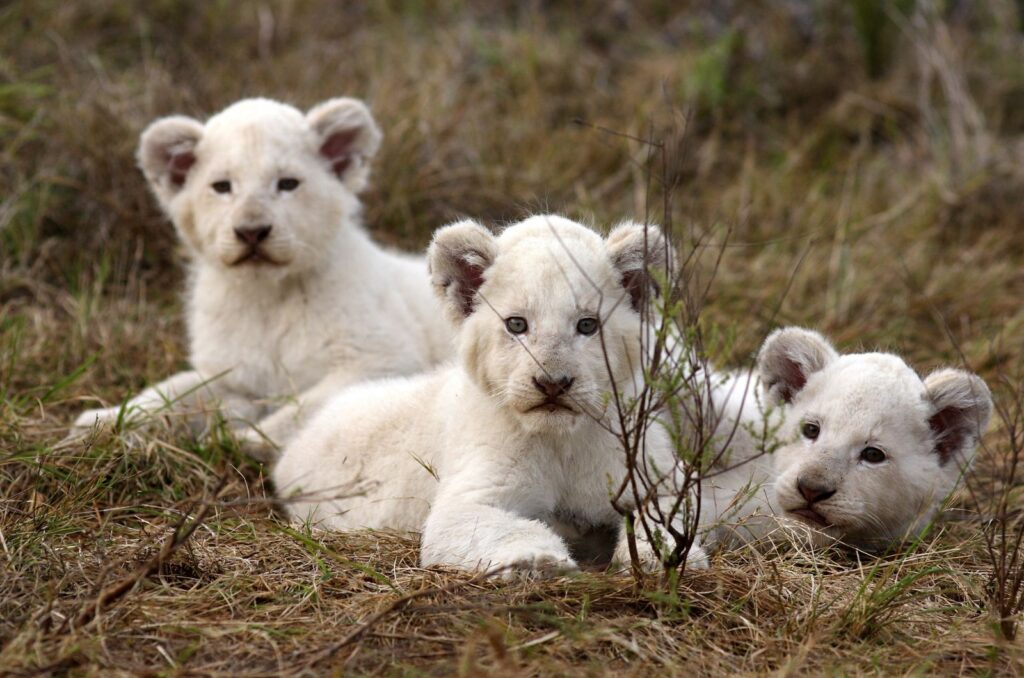 White Lion Cubs