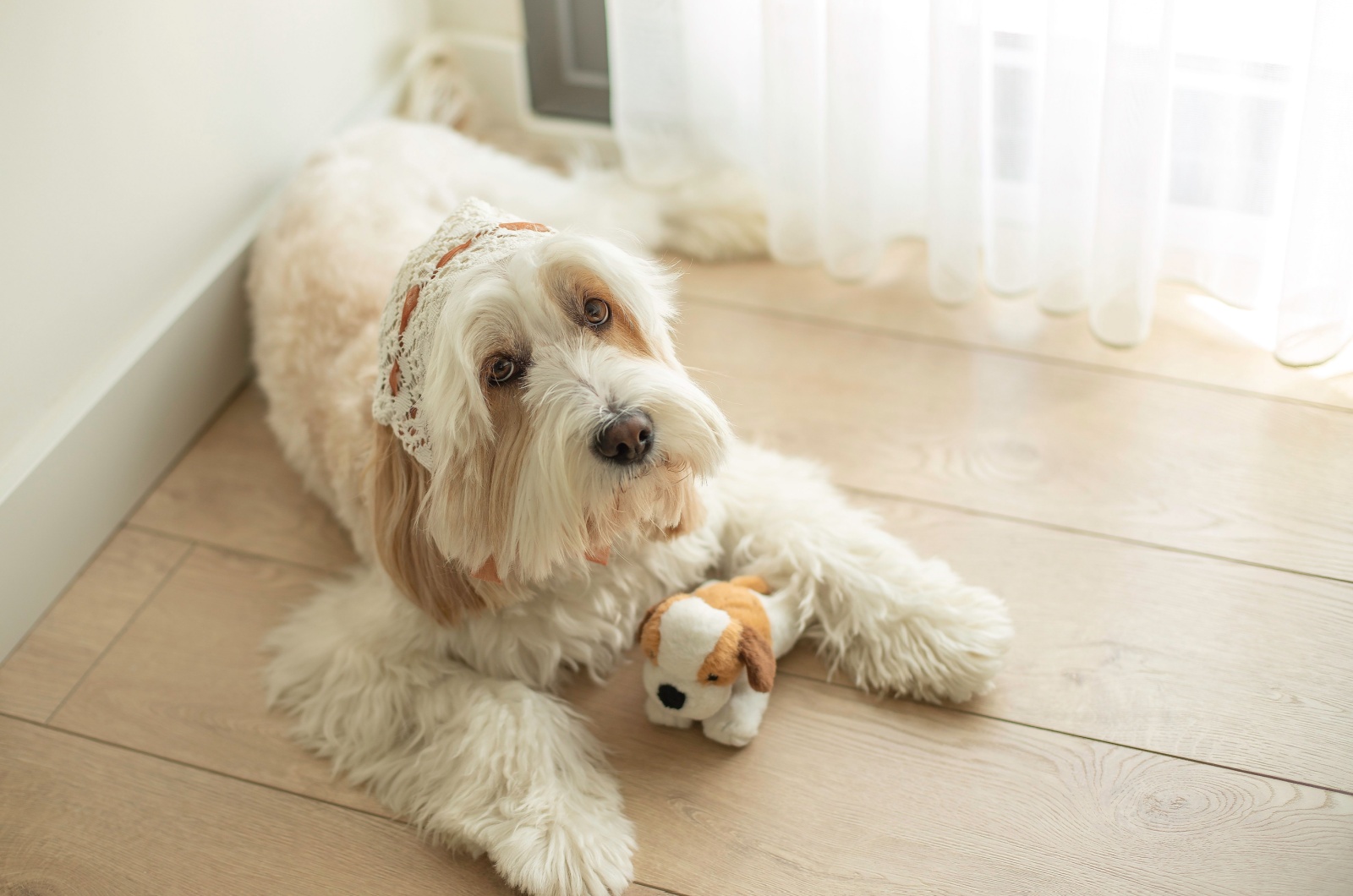 White Mini Goldendoodle