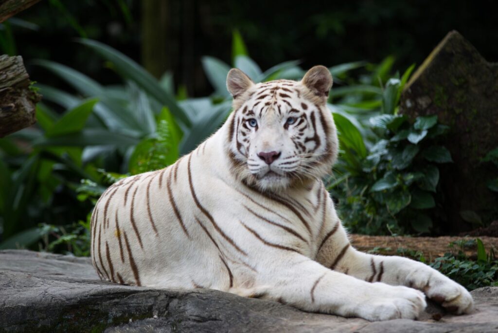 White Tiger