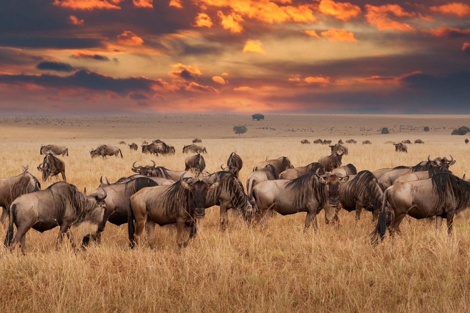 Wildebeest