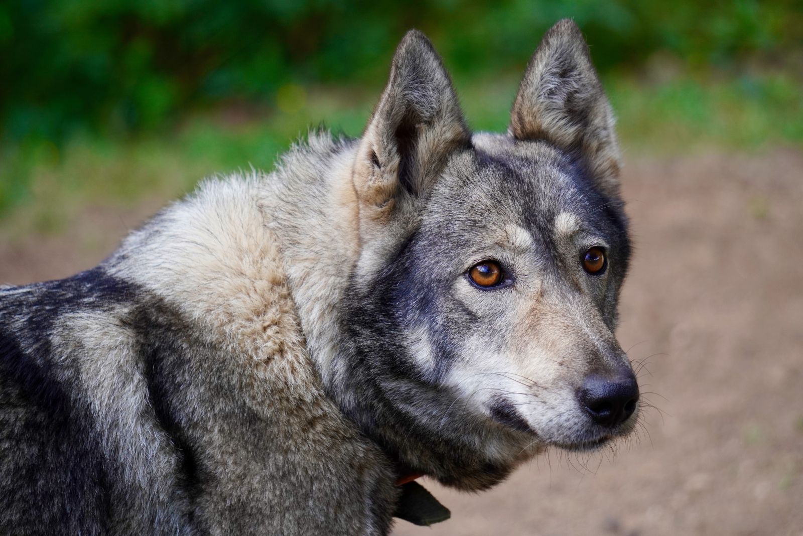 Wolfdog Hybrid