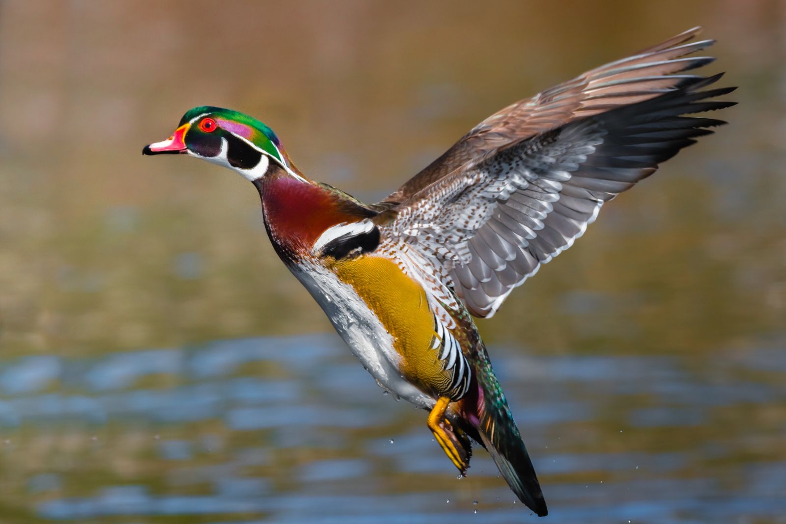 Wood Duck