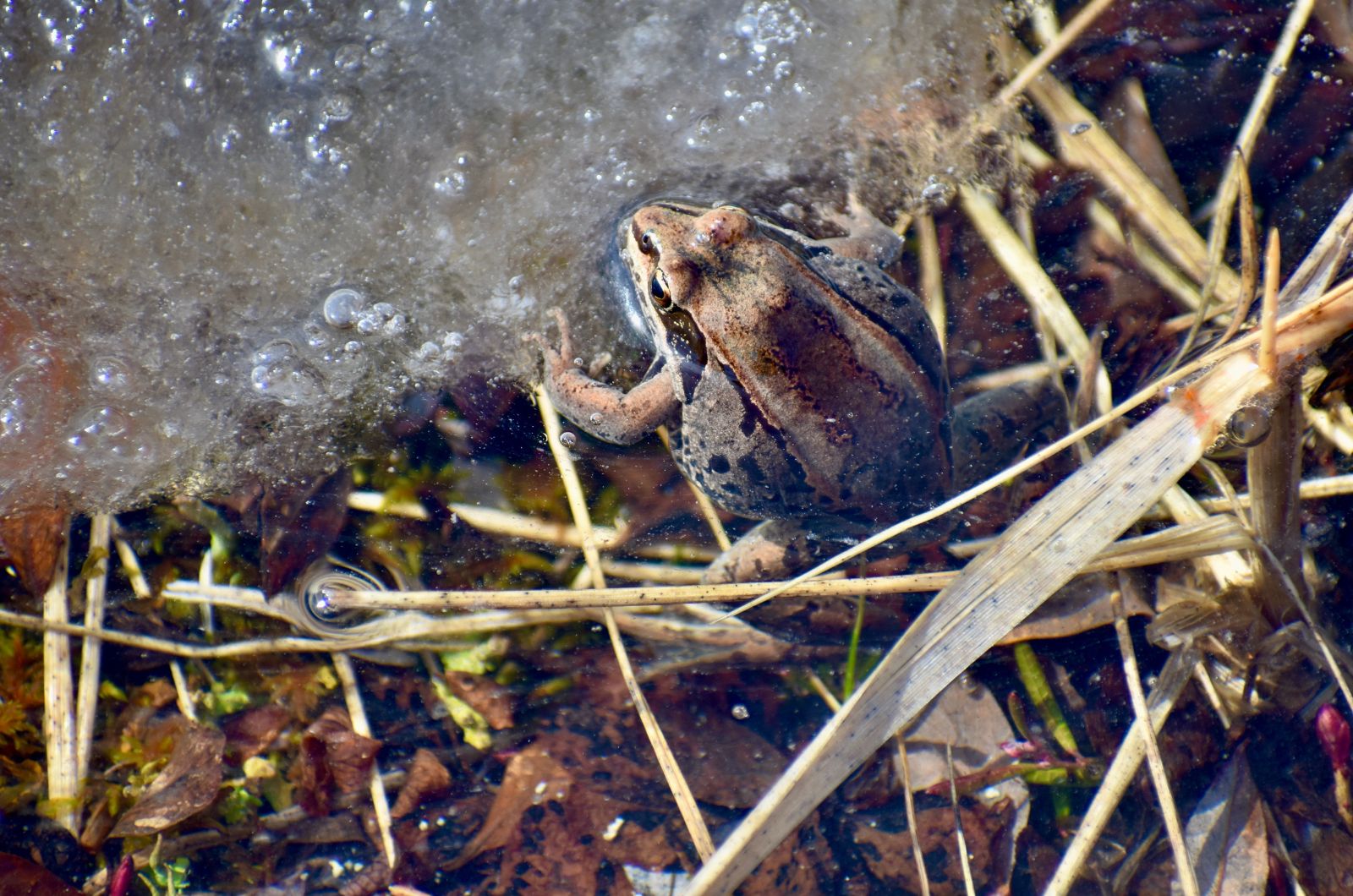 Wood Frogs