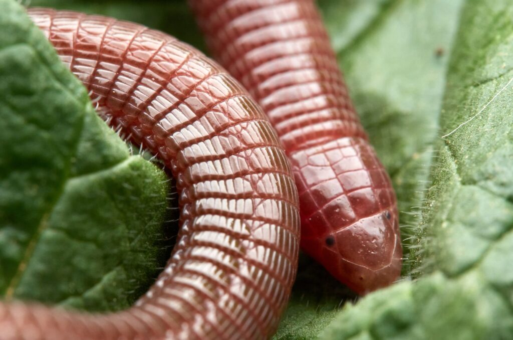 Worm Lizard