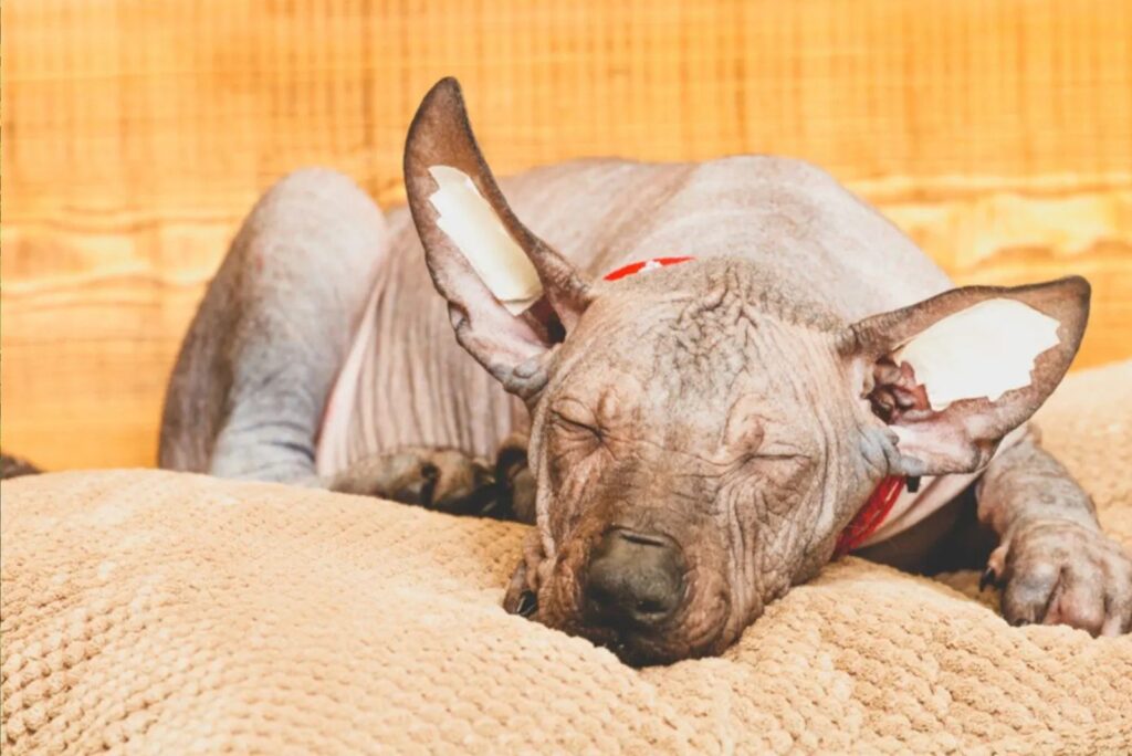 Xoloitzcuintli is sleeping