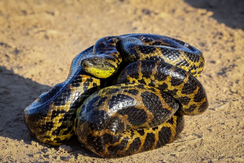 Yellow Anaconda