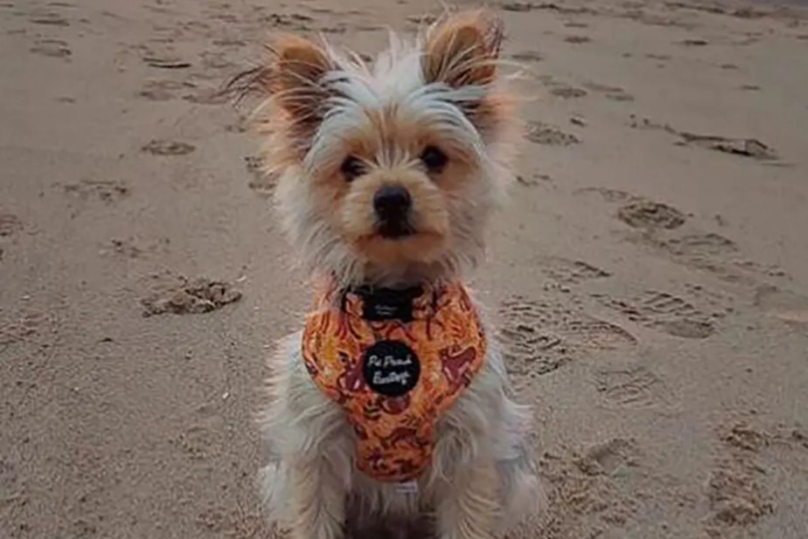 Yorkie Pom