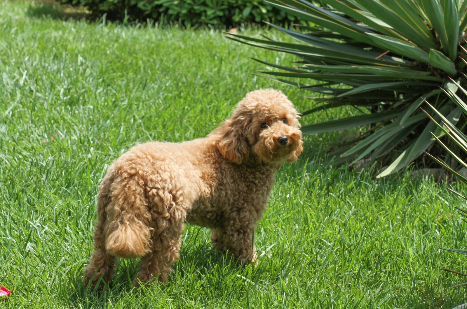 Yorkipoo