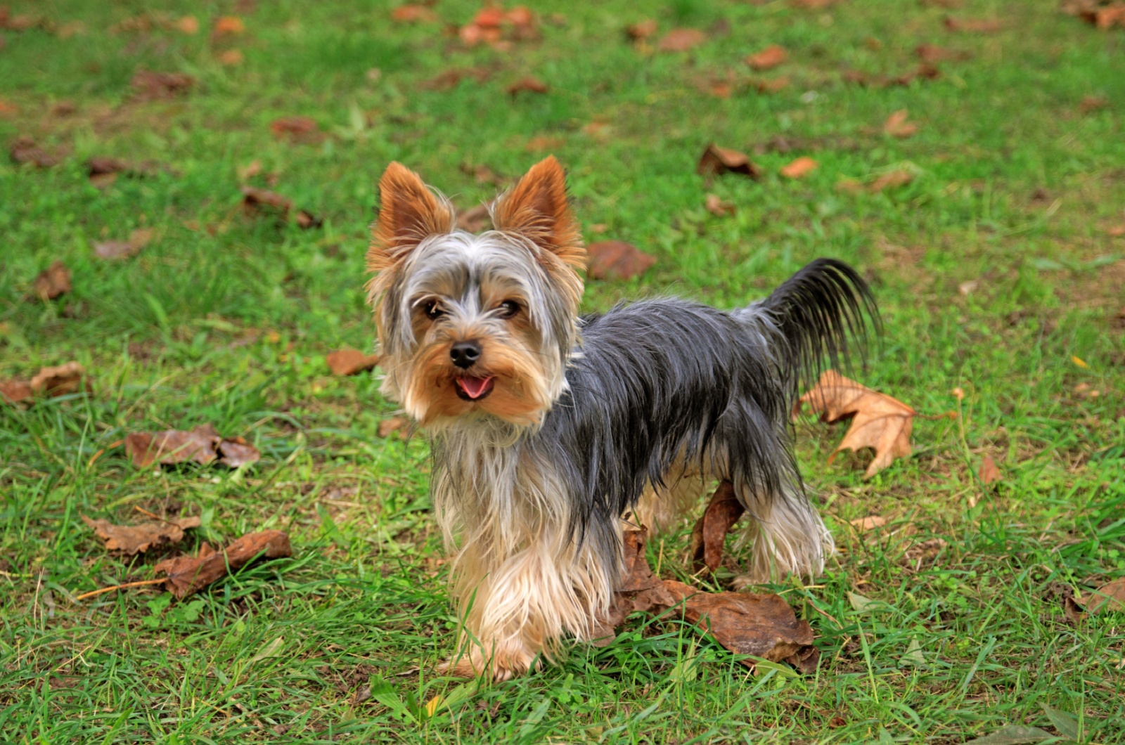 Yorkshire Terrier