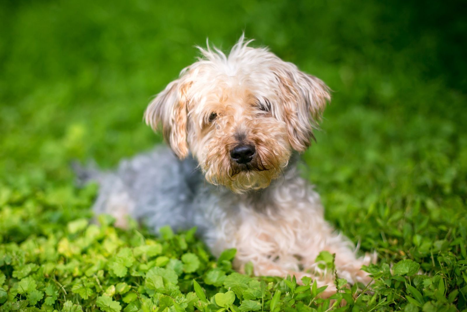 Yorkshire Terrier X Toy Or Miniature Poodle