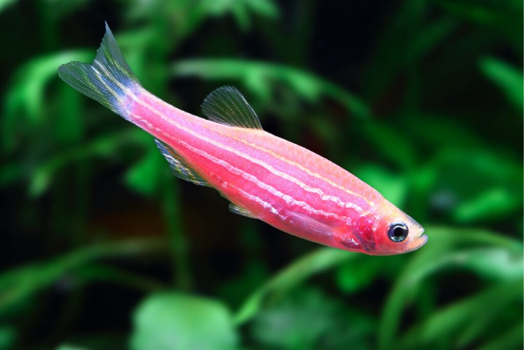 Zebrafish